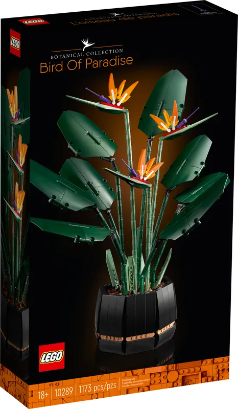 Bird of Paradise
