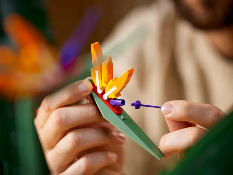 Bird of Paradise