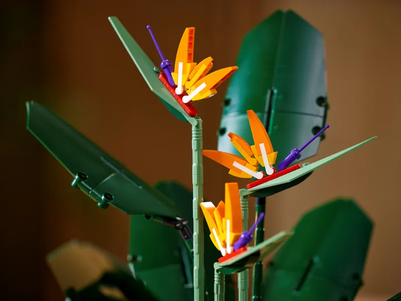 Bird of Paradise