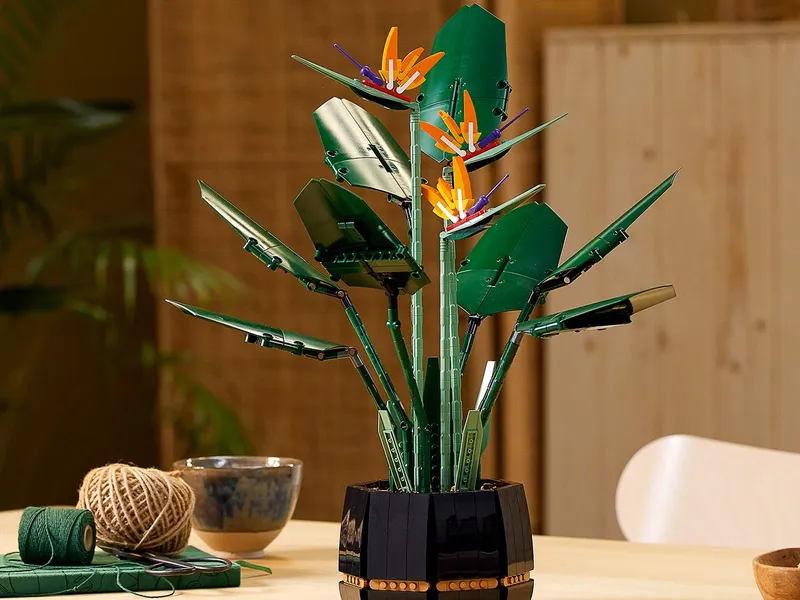 Bird of Paradise