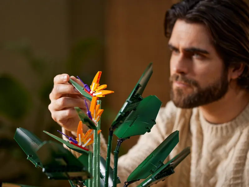 Bird of Paradise