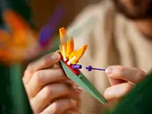 Bird of Paradise