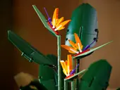 Bird of Paradise