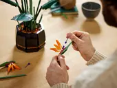 Bird of Paradise