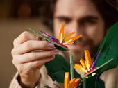 Bird of Paradise