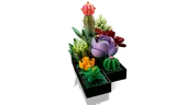 Succulents