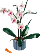 Orchid