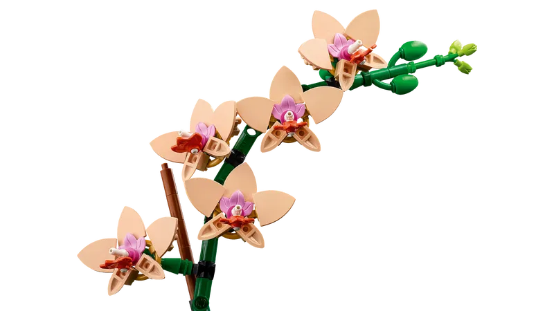 Mini Orchid