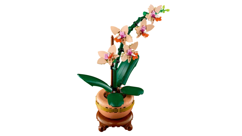 Mini Orchid