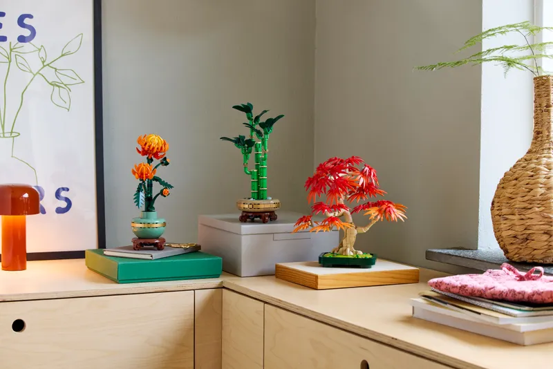 Japanese Red Maple Bonsai Tree