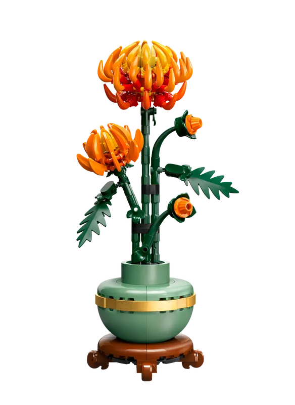 Chrysanthemum