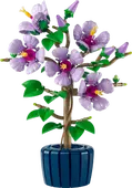 Hibiscus