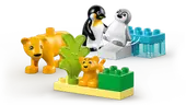 Wild Animal Families: Penguins &amp; Lions