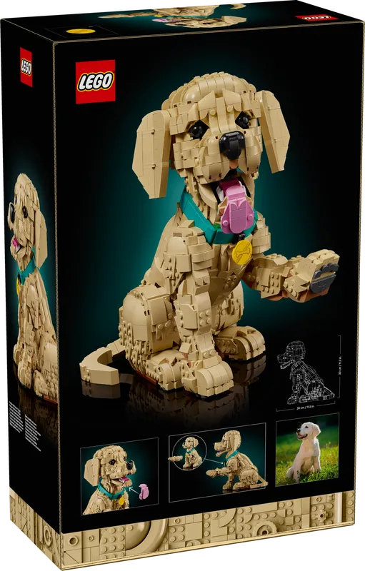 Golden Retriever Puppy