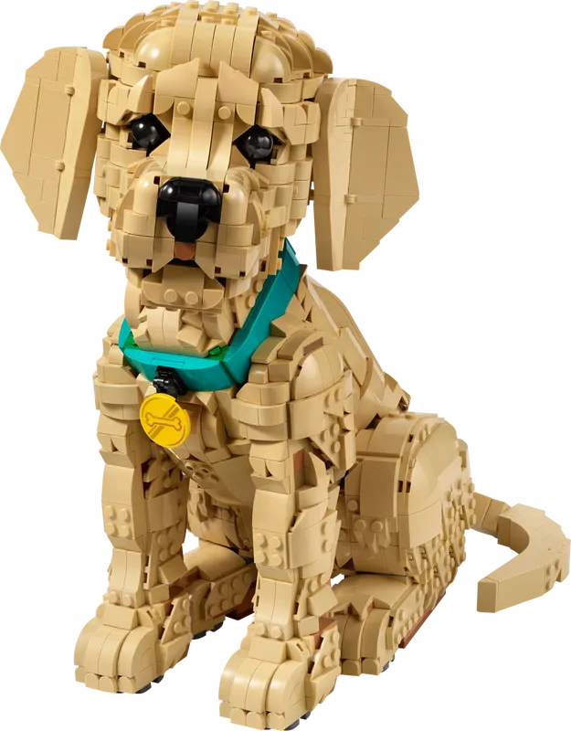 Golden Retriever Puppy