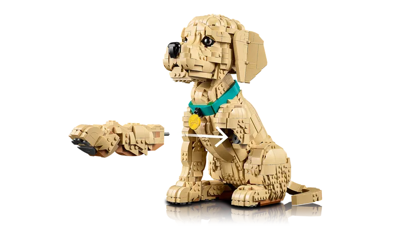 Golden Retriever Puppy
