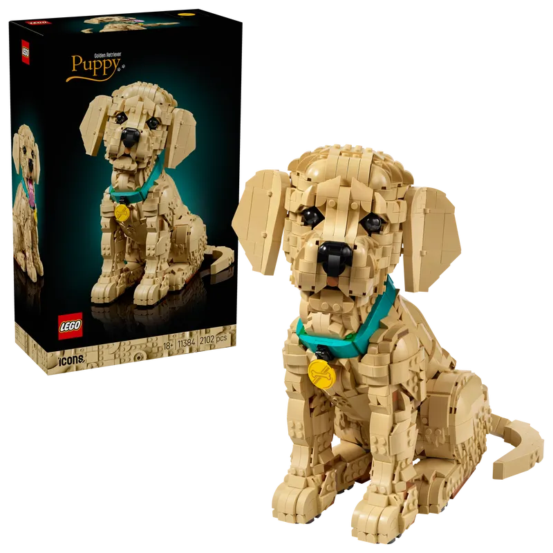 Golden Retriever Puppy