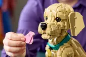 Golden Retriever Puppy