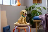 Golden Retriever Puppy