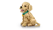Golden Retriever Puppy