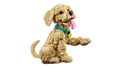 Golden Retriever Puppy