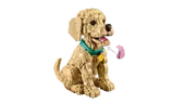 Golden Retriever Puppy
