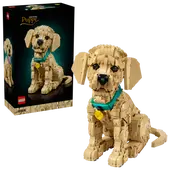 Golden Retriever Puppy