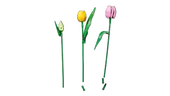 Tulip Bouquet