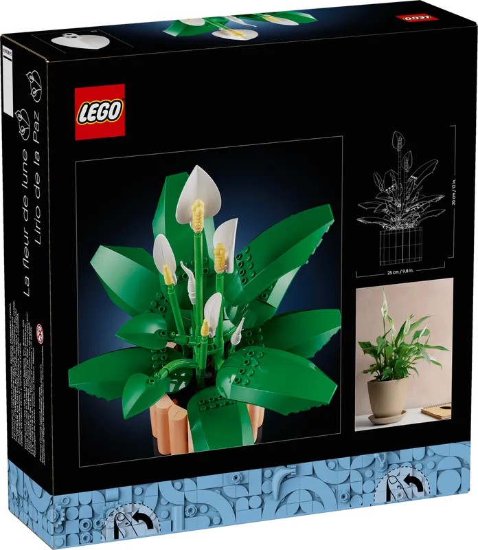Peace Lily