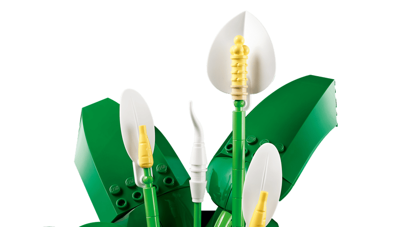 Peace Lily
