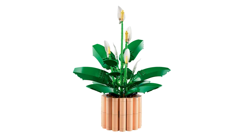 Peace Lily