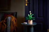 Peace Lily