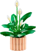 Peace Lily