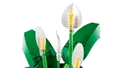 Peace Lily