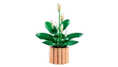 Peace Lily