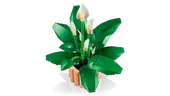 Peace Lily