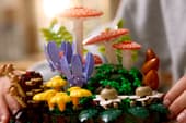 Woodland Mushrooms