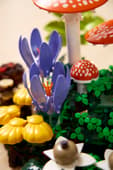 Woodland Mushrooms