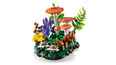 Woodland Mushrooms