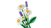 Daisies