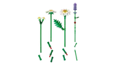 Daisies