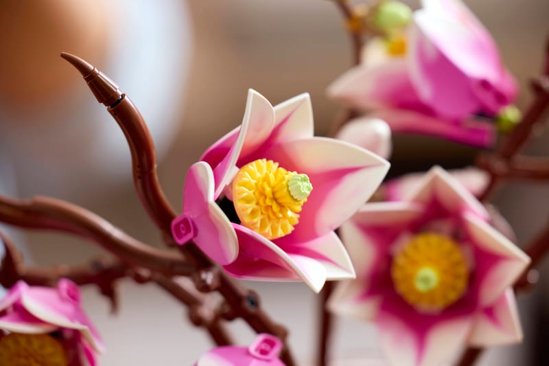 Magnolia Branches