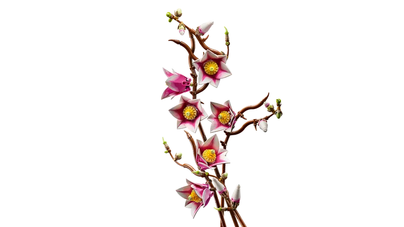 Magnolia Branches