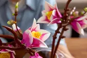 Magnolia Branches