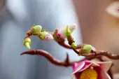 Magnolia Branches