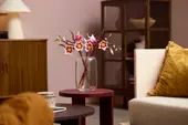 Magnolia Branches