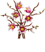 Magnolia Branches