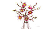 Magnolia Branches