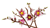 Magnolia Branches
