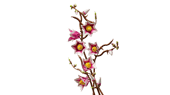 Magnolia Branches